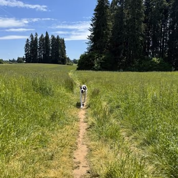 Lucky's Dog Park